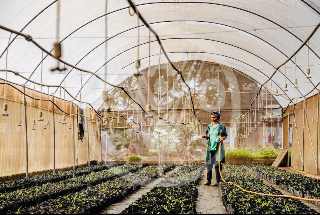 الأمين التنفيذي لاتفاقية المناخ بالأمم المتحدة يسلّط الضوء على إمكانية خلق ملايين الوظائف وتأمين الطاقة وتحسين مستويات المعيشة